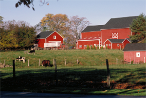 Farms - Produce - Livestock